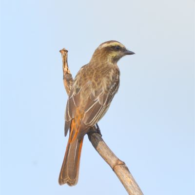 Variegated Flycatcher (2)